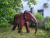 Скульптура Слон/Elephant Скульптура Слон/Elephant